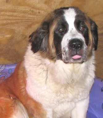 Conway's Precious Pugsley | Saint Bernard 