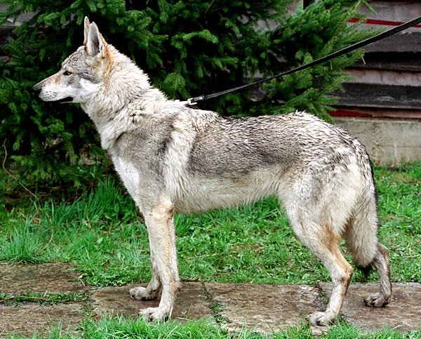 Grace Kollárov dvor | Czechoslovakian Wolfdog 