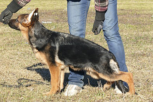 Rus Briskazi Sagdana | German Shepherd Dog 