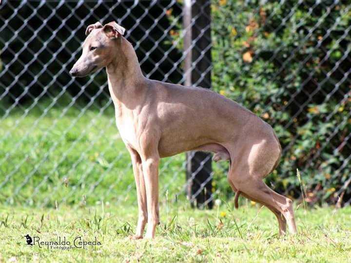 De la Casa Borromeo's  Aloisio | Italian Greyhound 