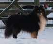 Valmay Black Jasper | Shetland Sheepdog 