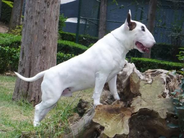 New School Magnum Parabellum at Lord Bull | Bull Terrier 