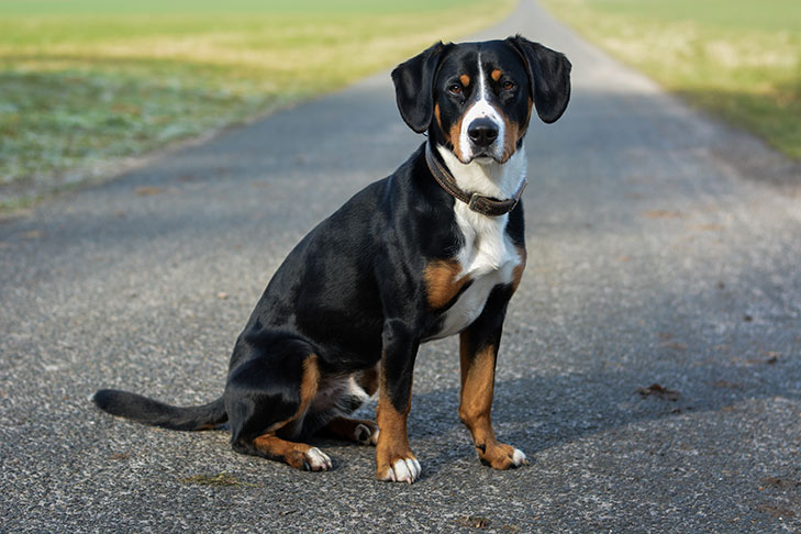 Entlebucher Mountain Dog