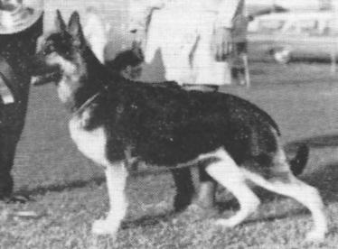 Gretel von Helm | German Shepherd Dog 
