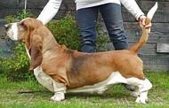 Oster | Basset Hound 