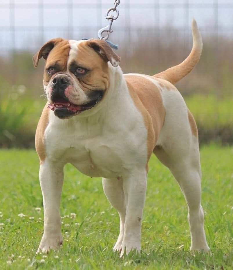 DDP's Dutchess | American Bulldog 