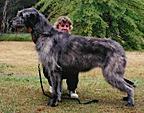 Tirowen Tiffany | Irish Wolfhound 