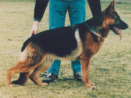 Xena vom Badener-Land | German Shepherd Dog 