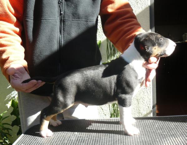 Dior de Ainulindale | Bull Terrier 
