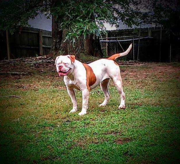 Red Clay's CoCo of DL's Berber | Olde English Bulldogge 