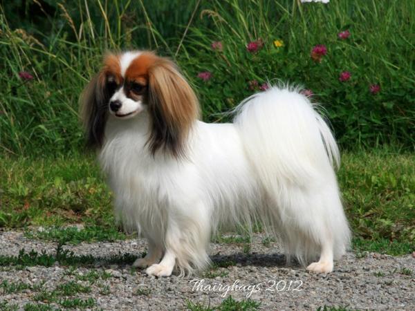 Thairghay's Blast From The Past | Papillon 