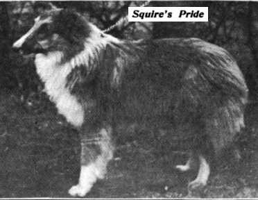 Squire's Pride | Rough Collie 