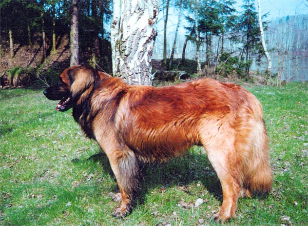 Barney Zamecky chov | Leonberger 