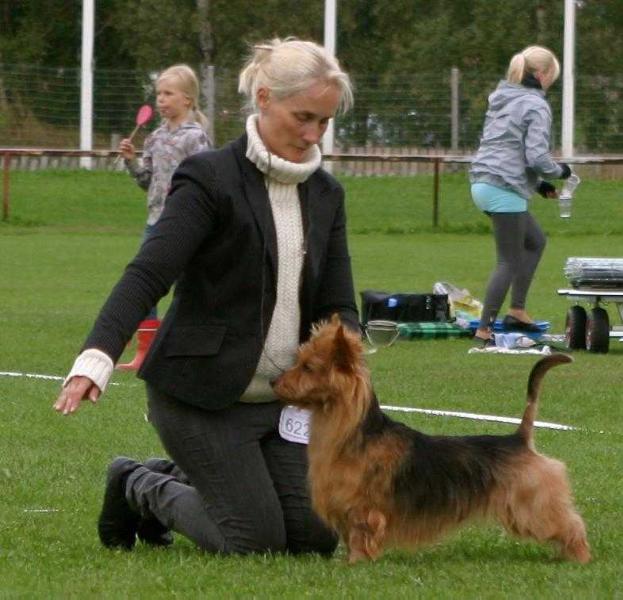 BLUEPEPPER'S OLIVER WOOD | Australian Terrier 