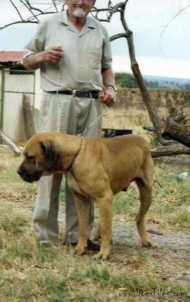 Kema's Brutus | African Boerboel 