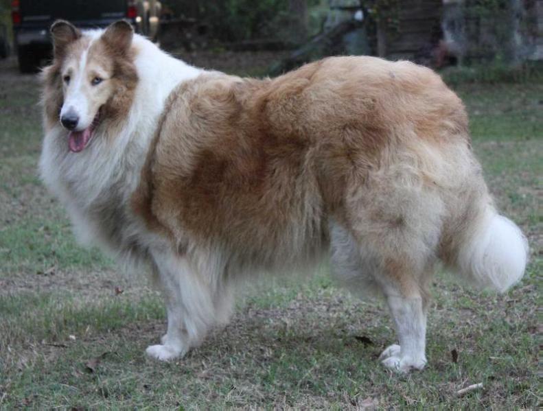 Emory Pines Prolific Paris | Rough Collie 