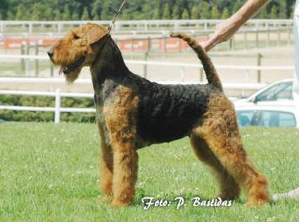 Tatinejos Galactica | Airedale Terrier 