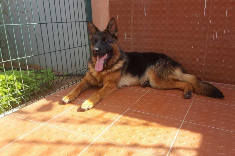 Meli od zileta | German Shepherd Dog 