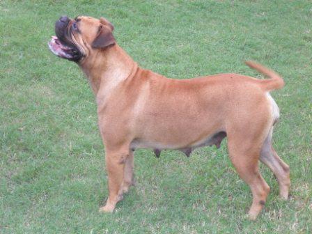 Clavel del MCD | Bullmastiff 