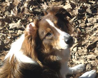 Wingler's White Oak Holliday | English Shepherd 