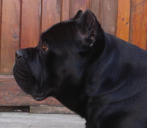 Mefisto Del Rosso Malpelo | Cane Corso 