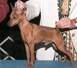 Labell Look Who's Talkin | Miniature Pinscher 