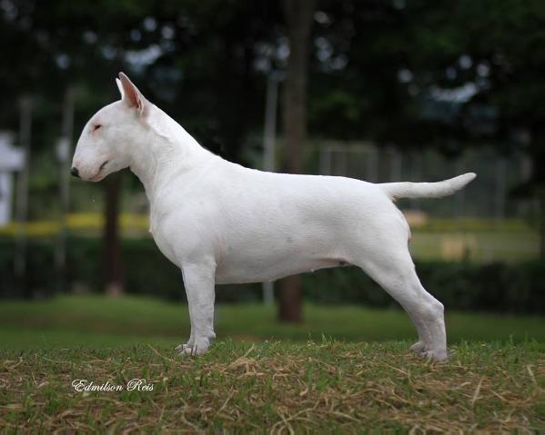 Emred Roxy Music | Bull Terrier 