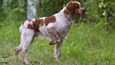 Polya Rossii BORDO | Brittany 