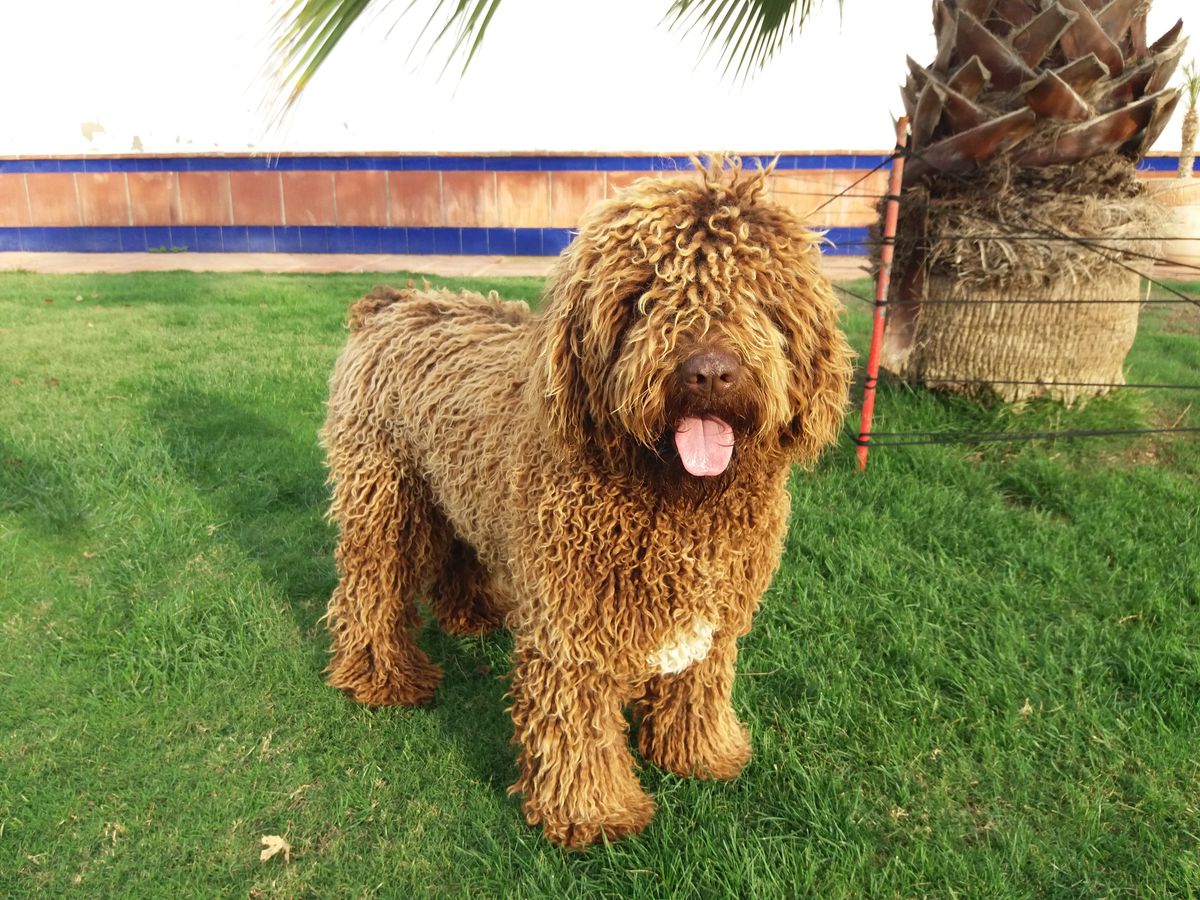 Cornezuelo de Guadalteba | Spanish Water Dog 