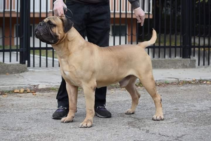 MAKE IT HAPPEN IS DVARISKIU | Bullmastiff 