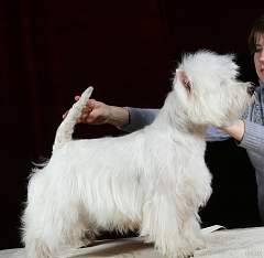 Petr 1 Prezident iz pastushei Sumki | West Highland White Terrier 