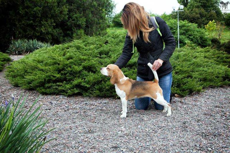 Caramel Macchiato Of Devizas | Beagle 