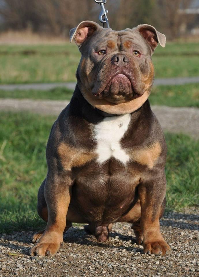 ANOUK VON DER WEWELSBURG AKA BLADE | Olde English Bulldogge 