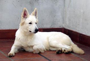 AMARILIS VON BASEL | White Swiss Shepherd Dog 