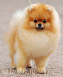 Debut Zulan | Pomeranian 
