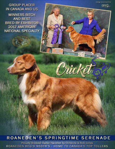 Roaneden's Springtime Serenade | Nova Scotia Duck Tolling Retriever 