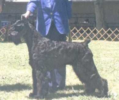 Skansen's  Bracellet | Giant Schnauzer 