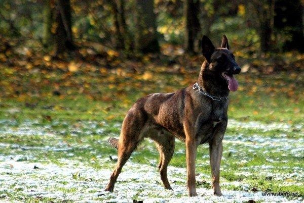 Peejees Hugo | Belgian Malinois 