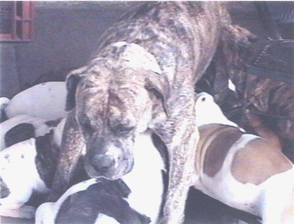 Robinson's Bad Baby | American Bulldog 