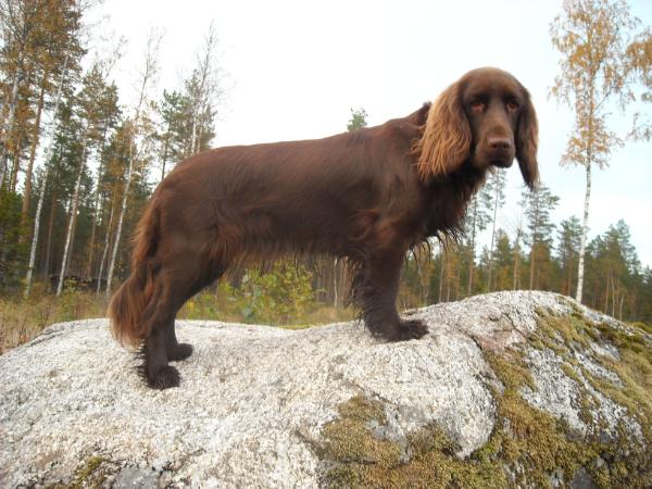 Icemint Kultakatriina | Field Spaniel 