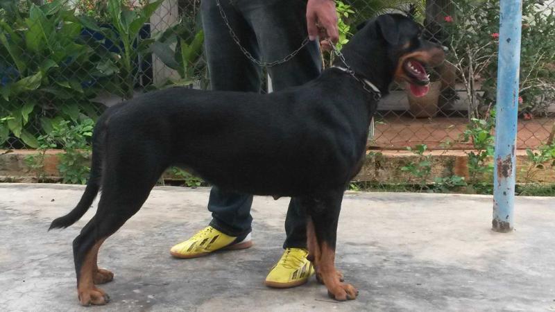 Beaval Vega | Rottweiler 