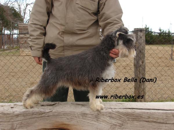 Riberbox Bella | Miniature Schnauzer 