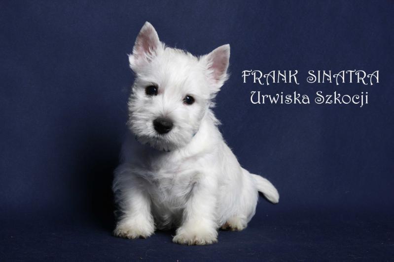 FRANK SINATRA Urwiska Szkocji | West Highland White Terrier 