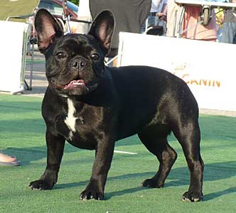 DARNIBU FELICHITA | French Bulldog 