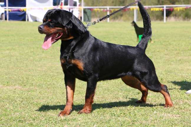 Petrovrotti Gilla (AI) | Rottweiler 
