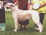 Kingsland Lumina | Irish Wolfhound 
