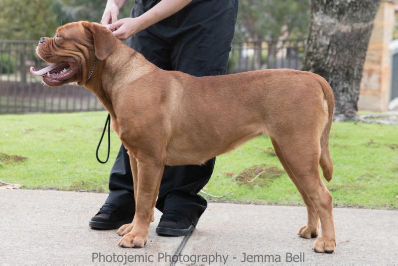 Amedange Celestial Child | Dogue de Bordeaux 