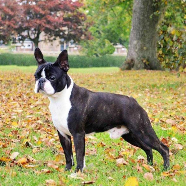 Kait Klassik Black Pearl at cheinamour | Boston Terrier 