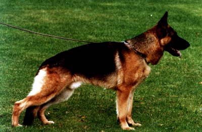 Tornado vom Modena Hof | German Shepherd Dog 