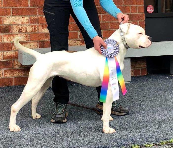 Gunslinger's Storm Fly | American Bulldog 